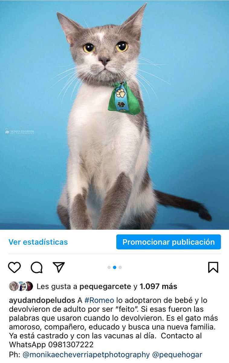 Ayudandopeludos's tweet photo. Romeo en adopción ☹️ 2022 y seguimos escuchando estos motivos superficiales. Cuando adoptan un animalito, debería ser de ser hasta su muerte 😞 https://t.co/hg4zG7RnGK