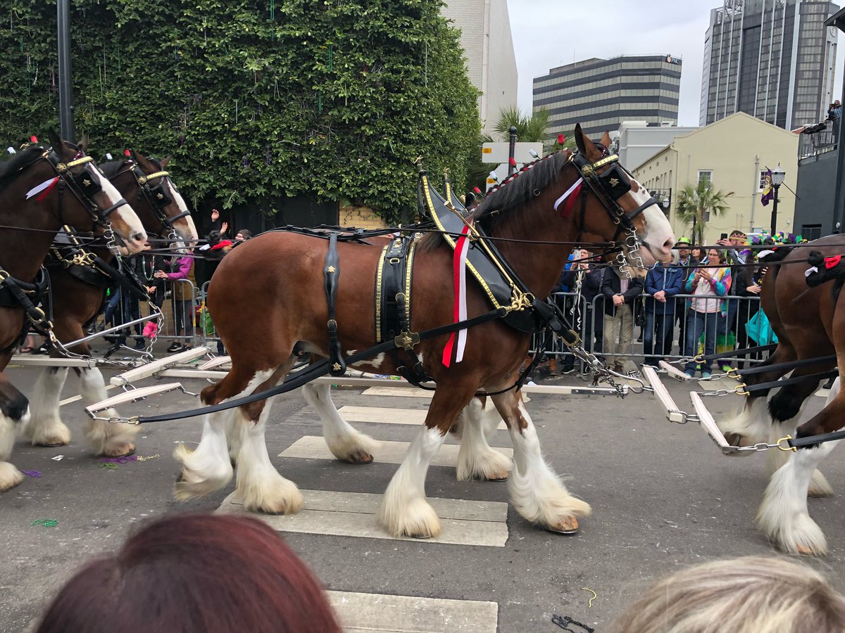 So excited we got to see the Clydesdales in the Joe Cain parade ~ they are AWESOME!! And, the Dalmatian that rides along is so cool!!  #wow #MobileMardiGras <a href="/budweiserusa/">Budweiser</a>
