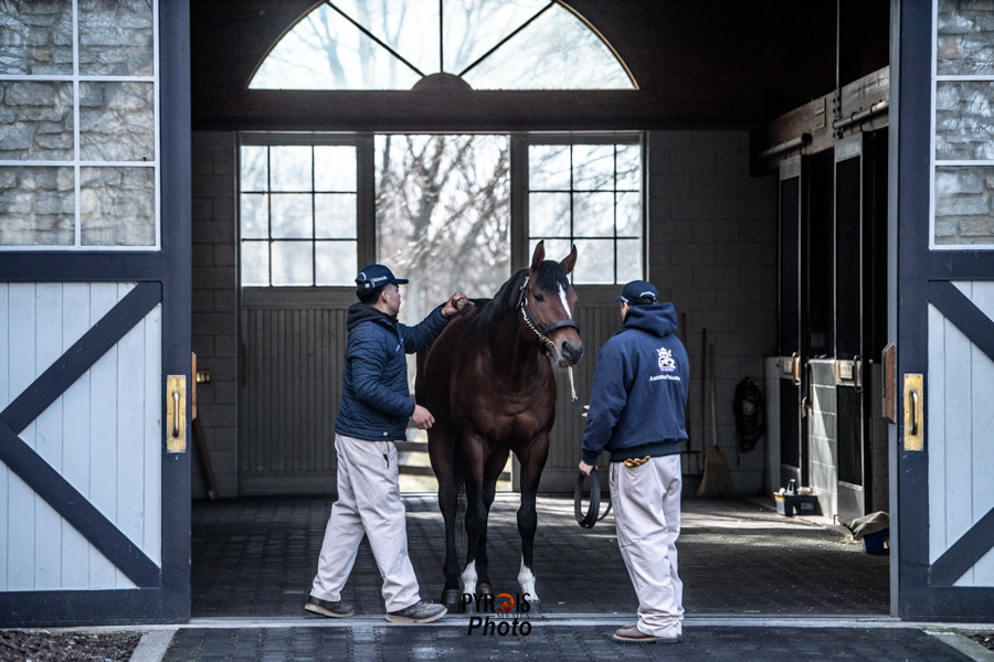 PyroisMedia's tweet photo. Took a few weeks off after the November blog series but the first of my January stallion photo blogs is up now on #PyroisMedia with appearances by @coolmoreamerica and @DarleyAmerica stallions.
🔗https://t.co/HsCHvib4Ly https://t.co/wb7q79ChQZ