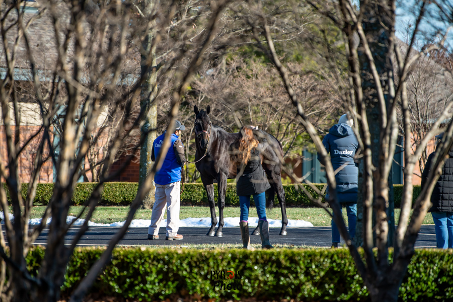 PyroisMedia's tweet photo. Took a few weeks off after the November blog series but the first of my January stallion photo blogs is up now on #PyroisMedia with appearances by @coolmoreamerica and @DarleyAmerica stallions.
🔗https://t.co/HsCHvib4Ly https://t.co/wb7q79ChQZ