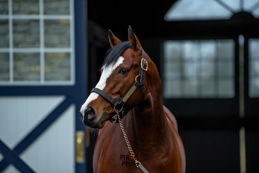 PyroisMedia's tweet photo. Took a few weeks off after the November blog series but the first of my January stallion photo blogs is up now on #PyroisMedia with appearances by @coolmoreamerica and @DarleyAmerica stallions.
🔗https://t.co/HsCHvib4Ly https://t.co/wb7q79ChQZ