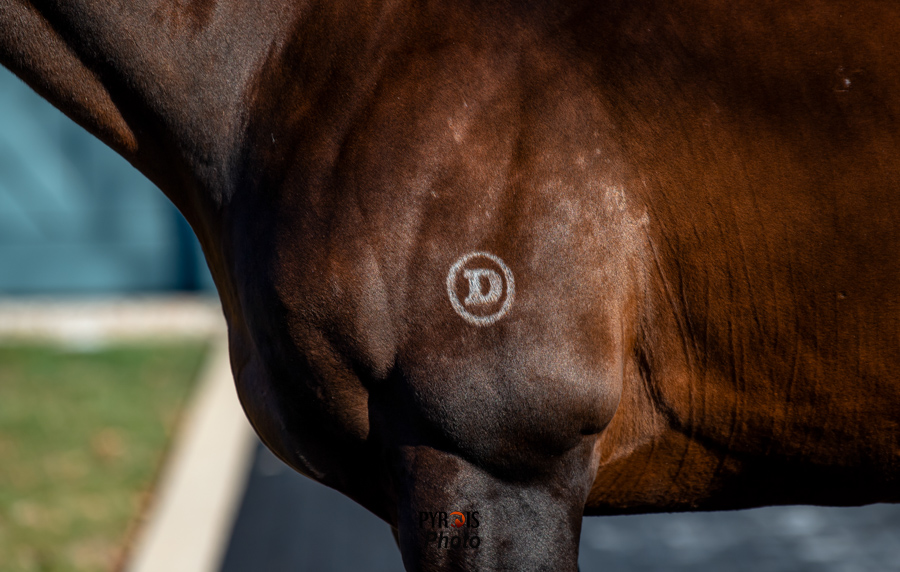 PyroisMedia's tweet photo. Took a few weeks off after the November blog series but the first of my January stallion photo blogs is up now on #PyroisMedia with appearances by @coolmoreamerica and @DarleyAmerica stallions.
🔗https://t.co/HsCHvib4Ly https://t.co/wb7q79ChQZ