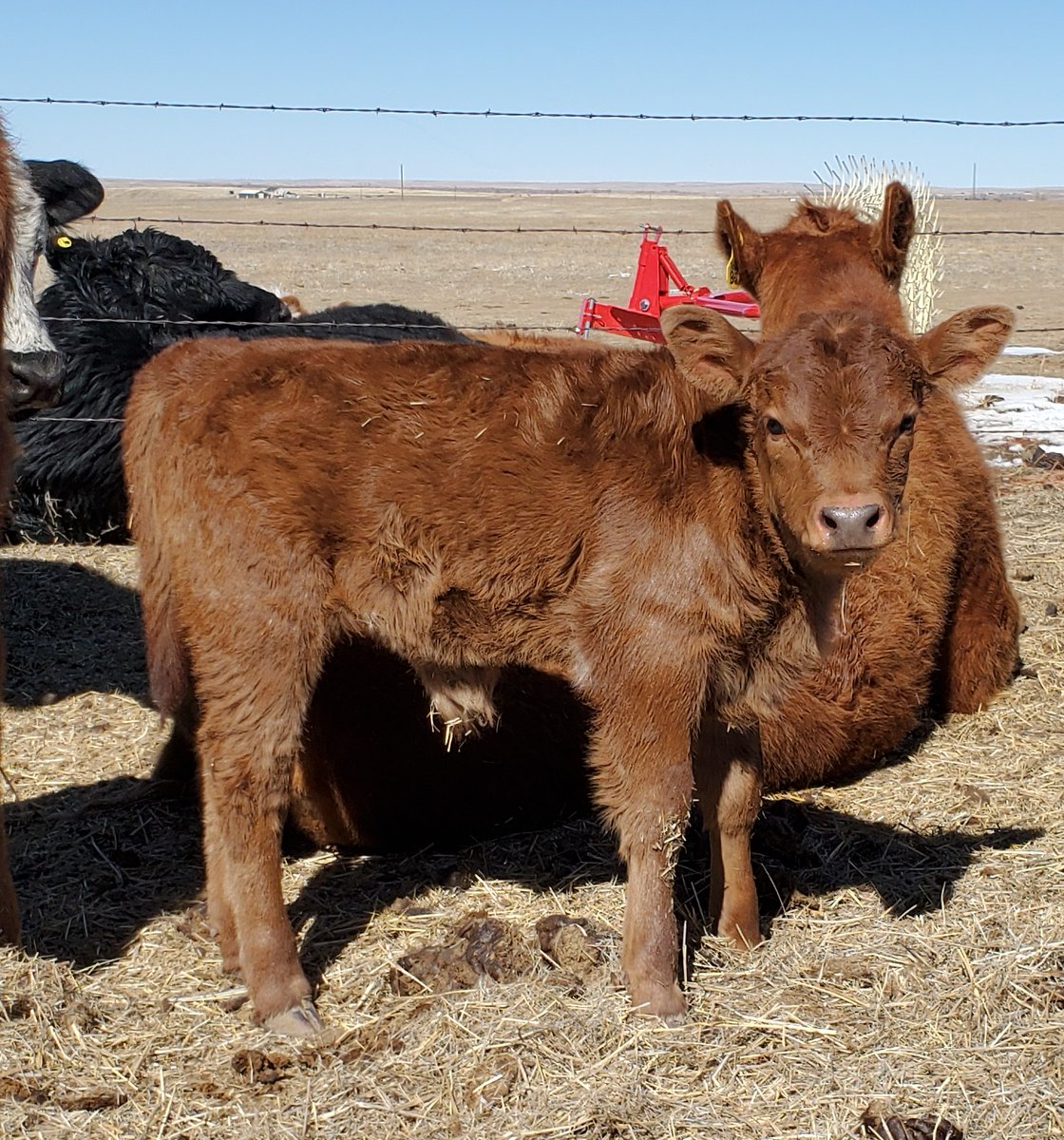 Mayberry_Farm's tweet photo. Bambino is growing nicely. #angster https://t.co/KGTVOAg2Fo