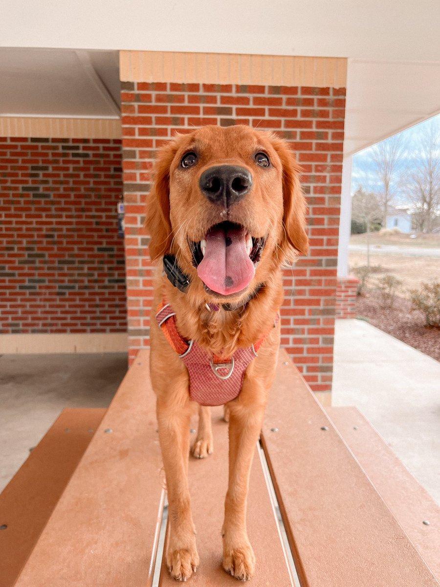 Happy Monday!!! Are you getting out to explore today?! #DogsofTwittter #twitterdogcommunity #balancedtraining #goldenretriever