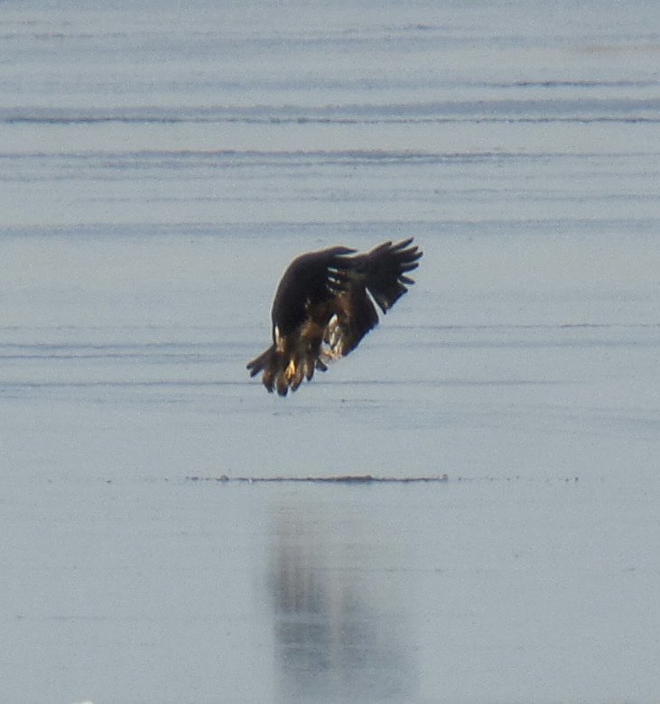 misnlytnme's tweet photo. #Kansas #CheneyLake Enjoying nature on our February stroll!! https://t.co/54QDNp2Em9