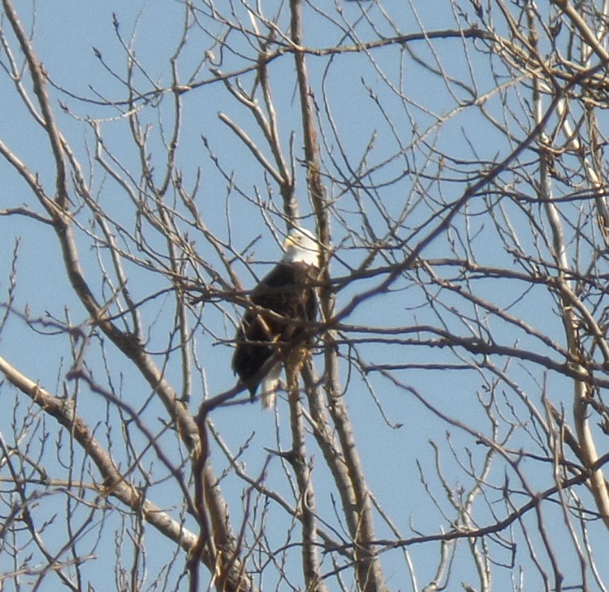misnlytnme's tweet photo. #Kansas #CheneyLake Enjoying nature on our February stroll!! https://t.co/54QDNp2Em9