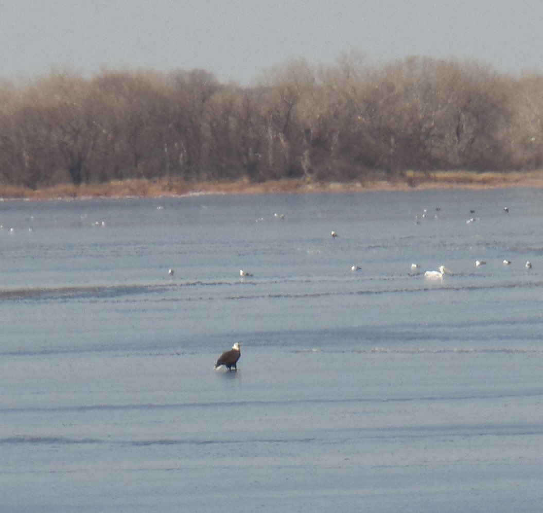 misnlytnme's tweet photo. #Kansas #CheneyLake Enjoying nature on our February stroll!! https://t.co/54QDNp2Em9