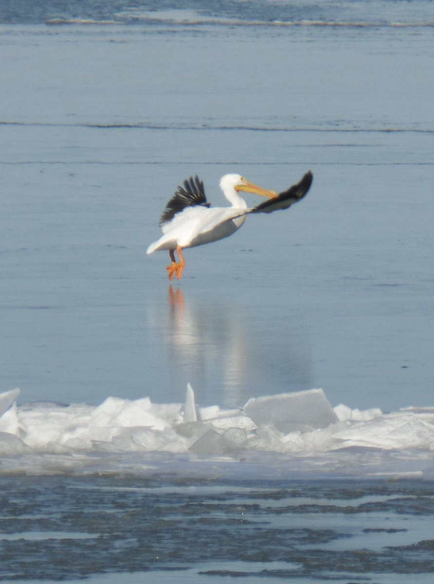 misnlytnme's tweet photo. #Kansas #CheneyLake Enjoying nature on our February stroll!! https://t.co/54QDNp2Em9