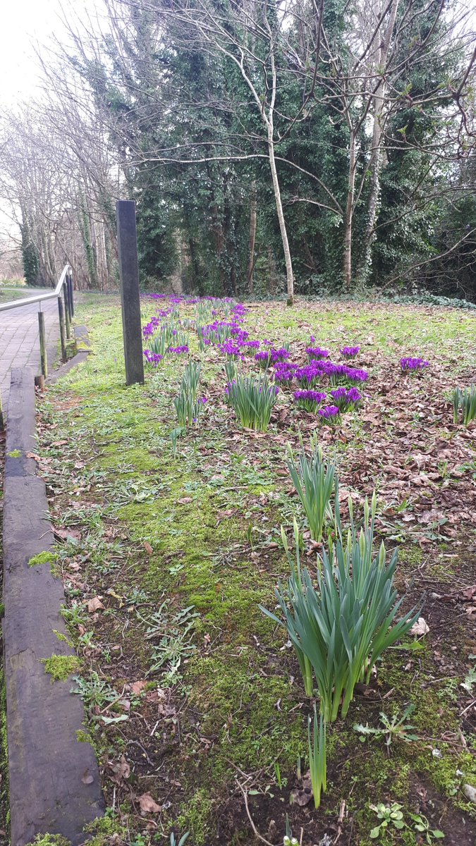 RLeixlip's tweet photo. Spring has sprung around Leixlip! https://t.co/HJAtI3kZ42