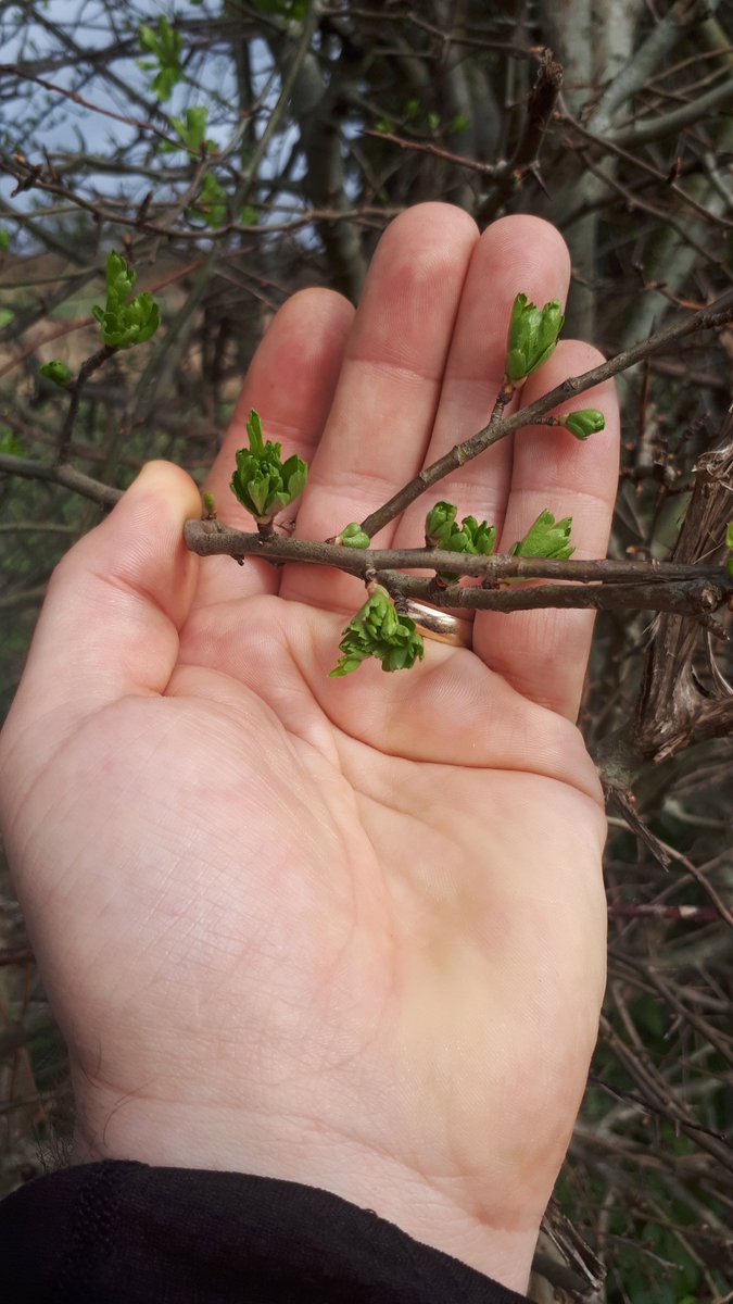 RLeixlip's tweet photo. Spring has sprung around Leixlip! https://t.co/HJAtI3kZ42