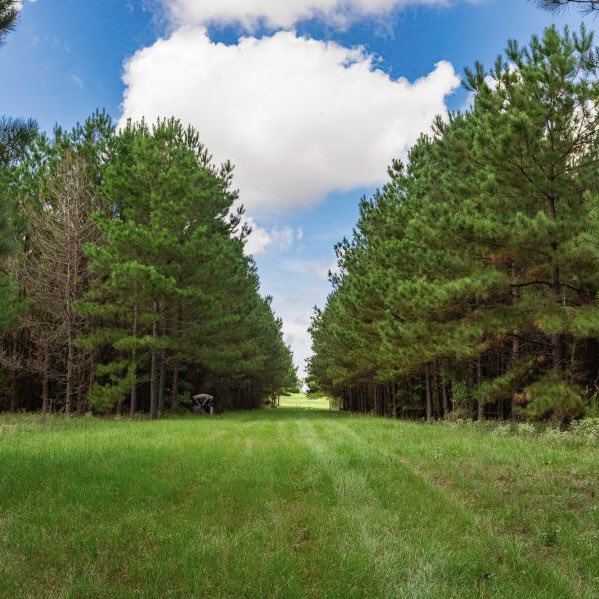 duPerierTLM's tweet photo. 600 ac Cherokee Ranch - This 600 acre ranch located in the Piney Woods of East Texas contains a nice balance of high ground and low ground, contributing to a great diversity of topography, flora, fauna, and potential for improvement.
Visit https://t.co/FKOItVmZXd
#ranchrealestate https://t.co/mhdbFB7Zia