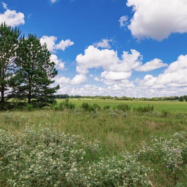 duPerierTLM's tweet photo. 600 ac Cherokee Ranch - This 600 acre ranch located in the Piney Woods of East Texas contains a nice balance of high ground and low ground, contributing to a great diversity of topography, flora, fauna, and potential for improvement.
Visit https://t.co/FKOItVmZXd
#ranchrealestate https://t.co/mhdbFB7Zia