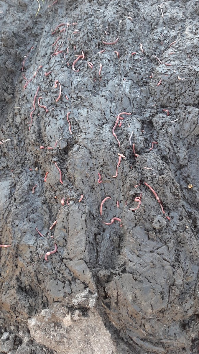 jos_verstraten's tweet photo. Ik ruim een stukje landbouwplastic op bovenop de maiskuil. Iemand die kan uitleggen waarom het hier wemelt van #pieren ? https://t.co/AZ7qrRoAPU