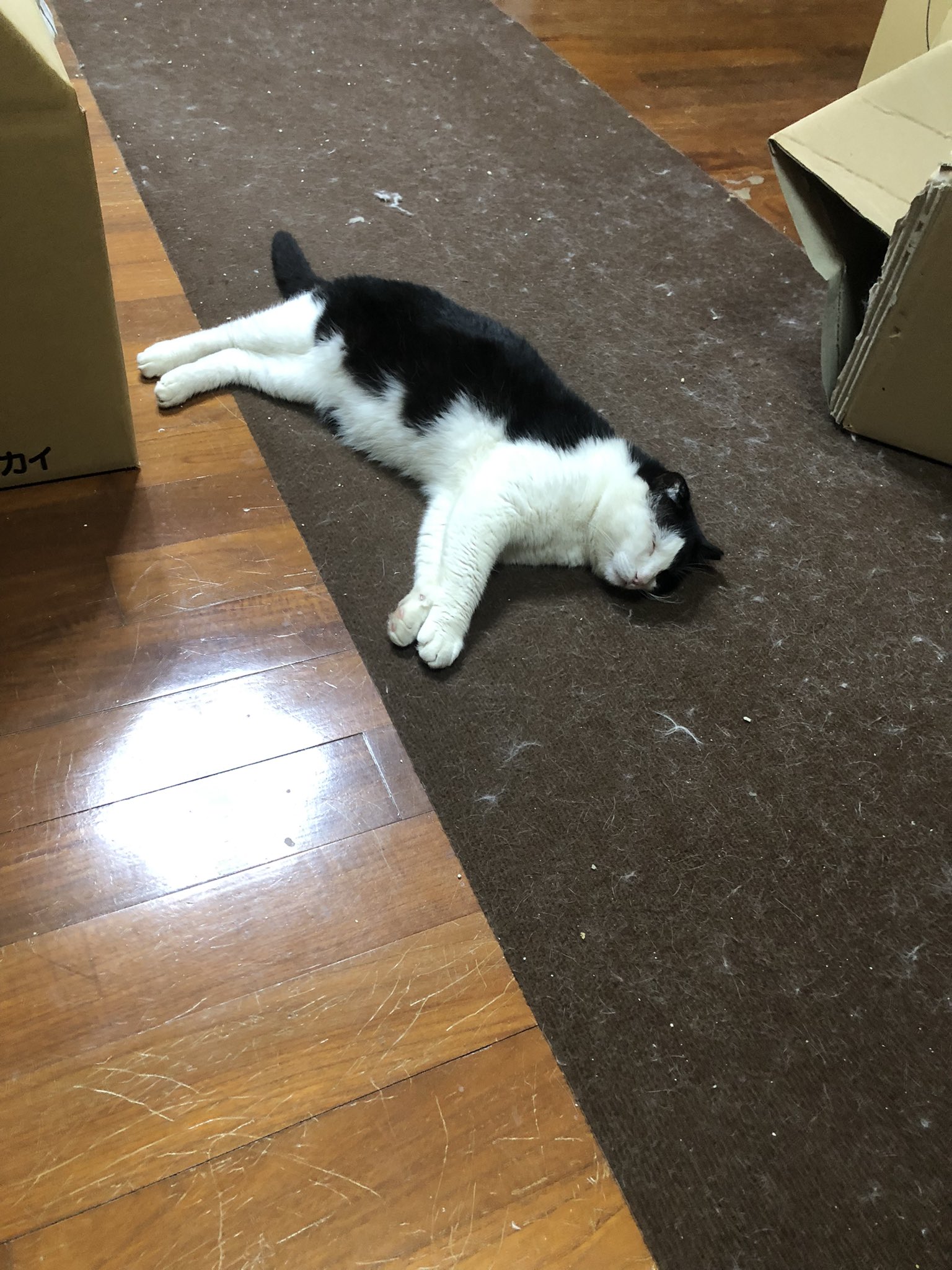 にゃこー ねこ垢 かまってかまってと邪魔していた猫もふて寝 T Co 8lgdbsyhc2 Twitter