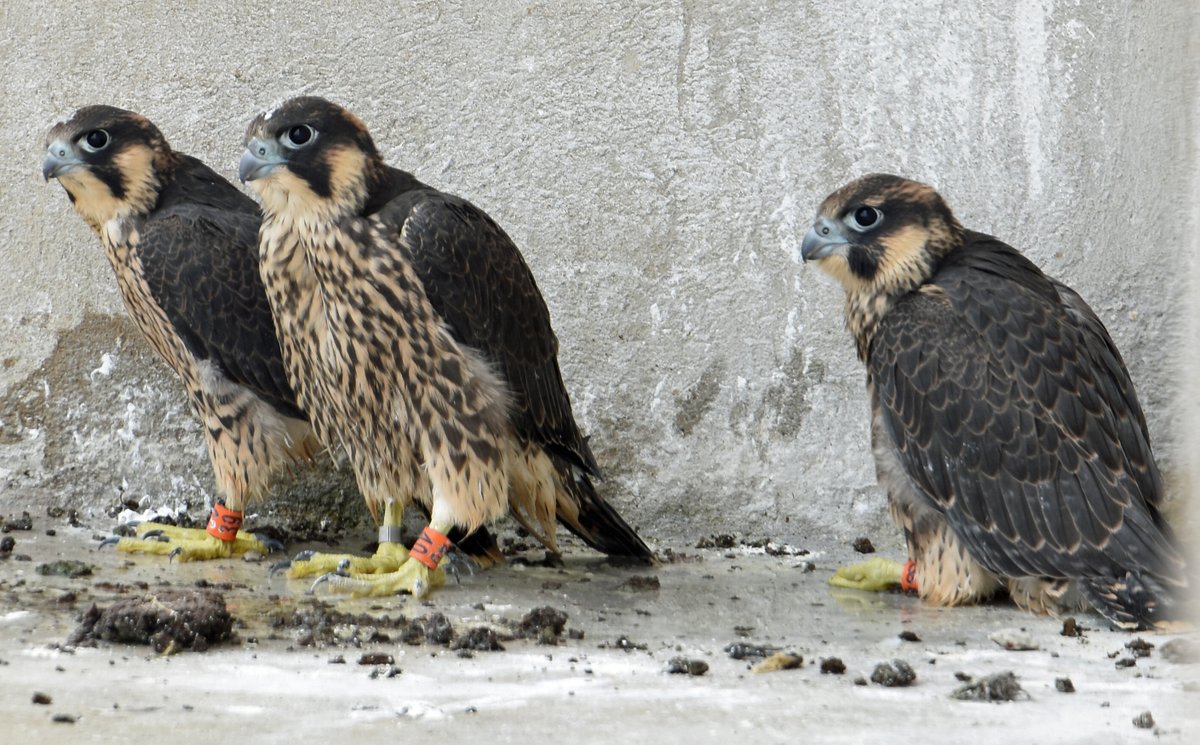 Breeding Peregrines and thieving ducks! Don't miss the online Herts Bird Conference on Saturday 19 March (10.30am - 1pm). hnhs.org/news/breeding-… Photo: ©Barry Trevis