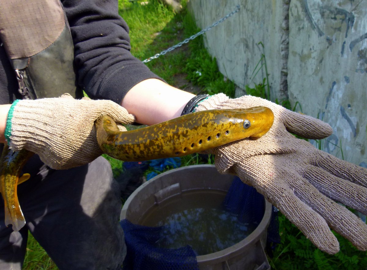 TRCFDN's tweet image. It’s #InvasiveSpeciesAwarenessWeek
We support invasive removal projects on both land and water! Sea Lamprey are invasive fish that feed on bodily fluids of other fish. In 2021, TRCA removed 953 Lamprey benefitting ecosystems locally and the Great Lakes! bit.ly/3KNmvny