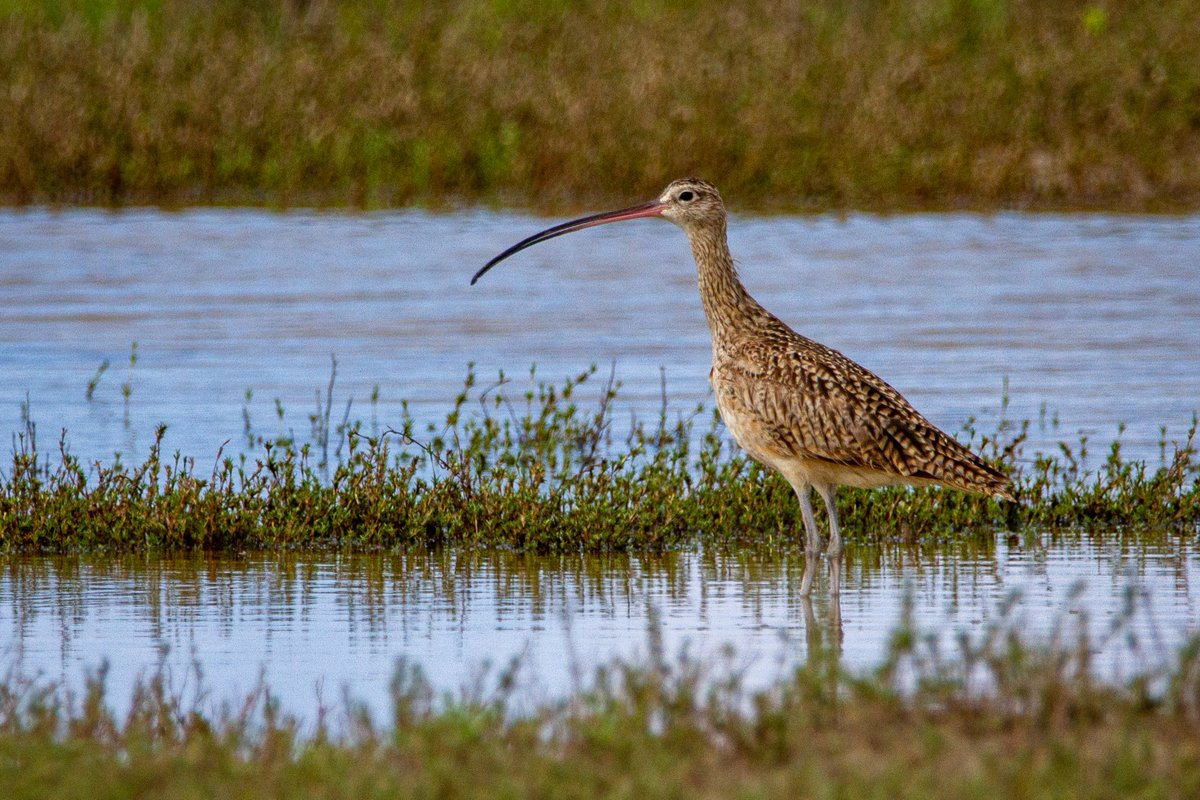 We're proud that Mike Morecroft, our Principal #ClimateChange Specialist, is a lead author of a section of the #IPCC #ClimateReport.

The report outlines the impacts on nature and biodiversity and action needed to adapt to climate change.

Read more: ipcc.ch/report/ar6/wg2/