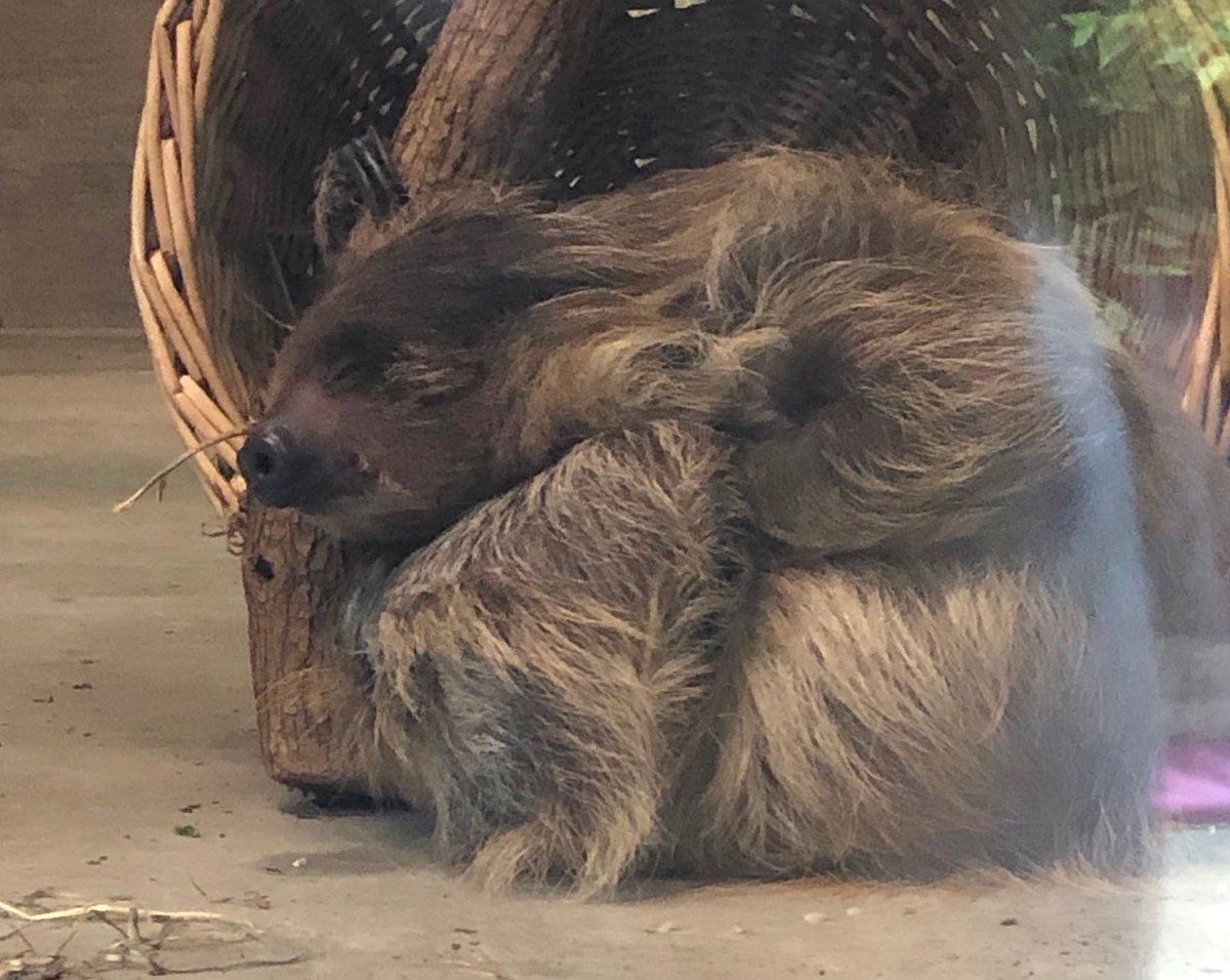 LouZooSloths's tweet photo. When someone starts talking about anything other than sloths:
#GoodnightAndGoodbye https://t.co/yLSTI8Jq1z