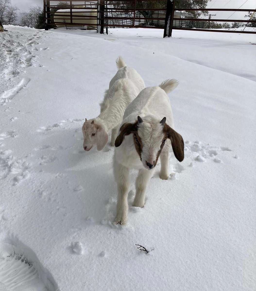 CKIVFoundation's tweet photo. Our goats at the ranch were snow excited about the weather this past week โ๏ธ
#C4Foundation #C4Ranch #Goats #Snow #SnowyWeather #RanchAnimals https://t.co/RlVUTdLKn5