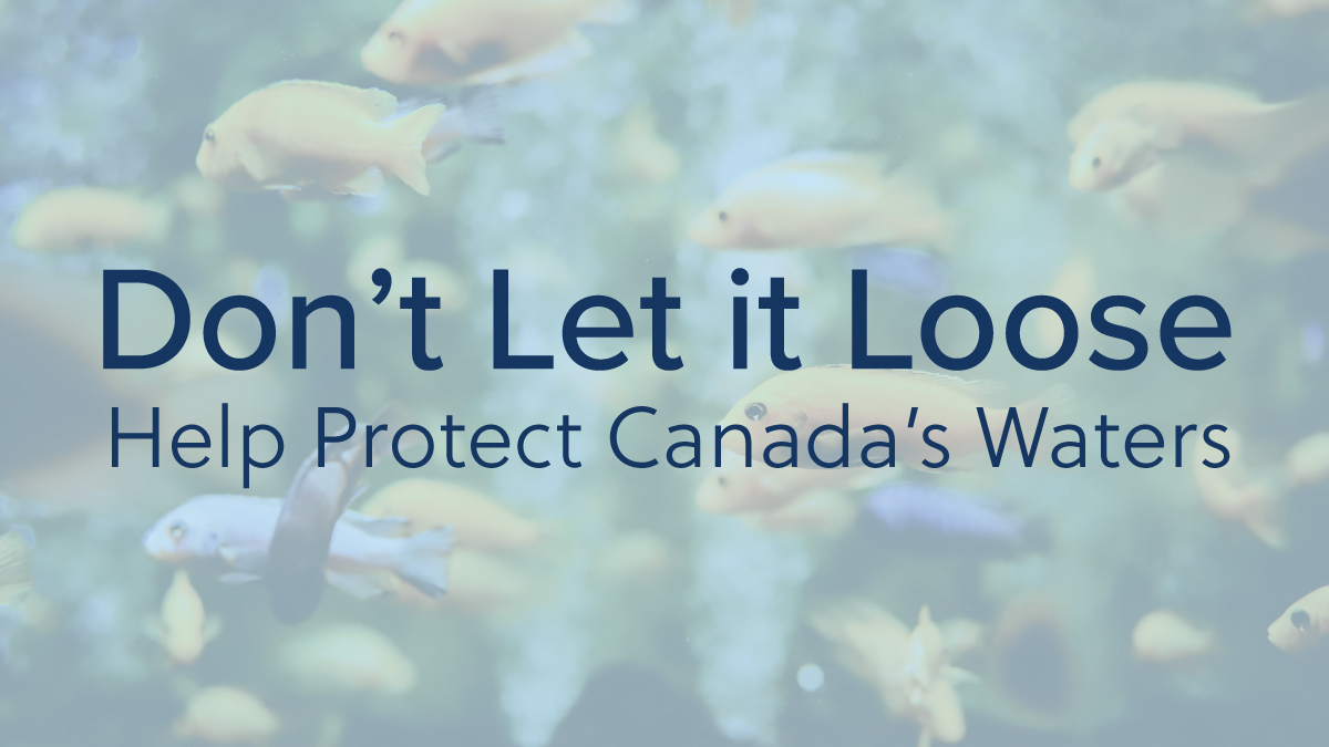 Domestic pets like fishes, invertebrates, aquatic plants, reptiles, amphibians, or mammals can become invasive when released into natural environments. Help protect Canada's waters and don't let it loose. Learn more: bit.ly/34MzEwU #InvSpWk