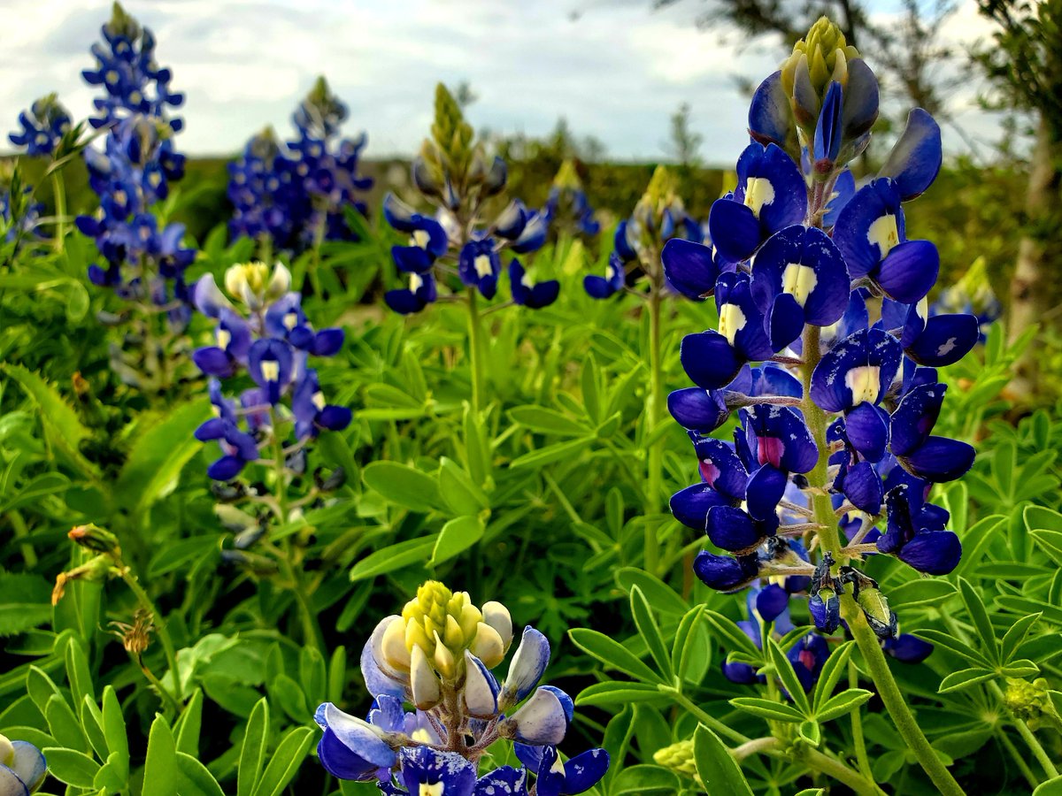 firewheelphoto's tweet photo. Spring is almost here! To celebrate, I'm having a SALE!! Use code SPRINGFEVER for 15% off your favorite Wildflower Prints! #etsy shop: https://t.co/PHNW8QCY9g #austin #texaswildflowers #texas 
#etsysale #texasgifts #texasphotography
https://t.co/lmg0unar14 https://t.co/T5hkxKOrUP