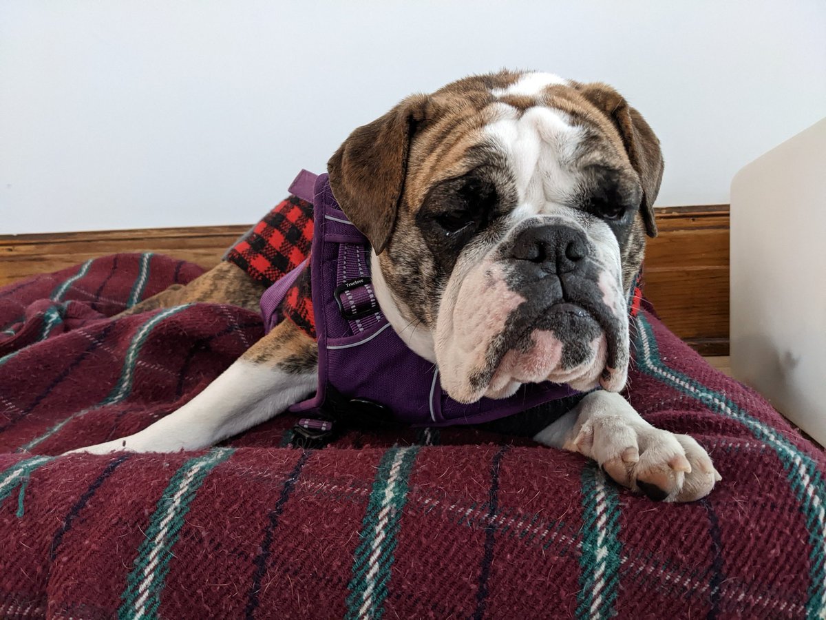 Mondays #MondayMotivation #dogsoftwitter