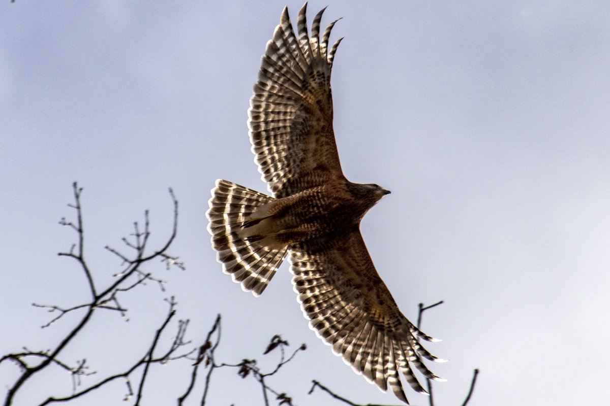 DianeKrauthamer's tweet photo. + the infamous #ClevelandParkHawks (@park_hawk) beginning to nest along the #KlingleValleyTrail https://t.co/GI8xjHDFIC