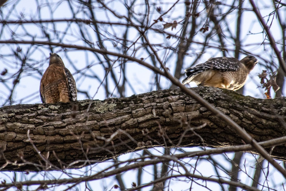 DianeKrauthamer's tweet photo. + the infamous #ClevelandParkHawks (@park_hawk) beginning to nest along the #KlingleValleyTrail https://t.co/GI8xjHDFIC