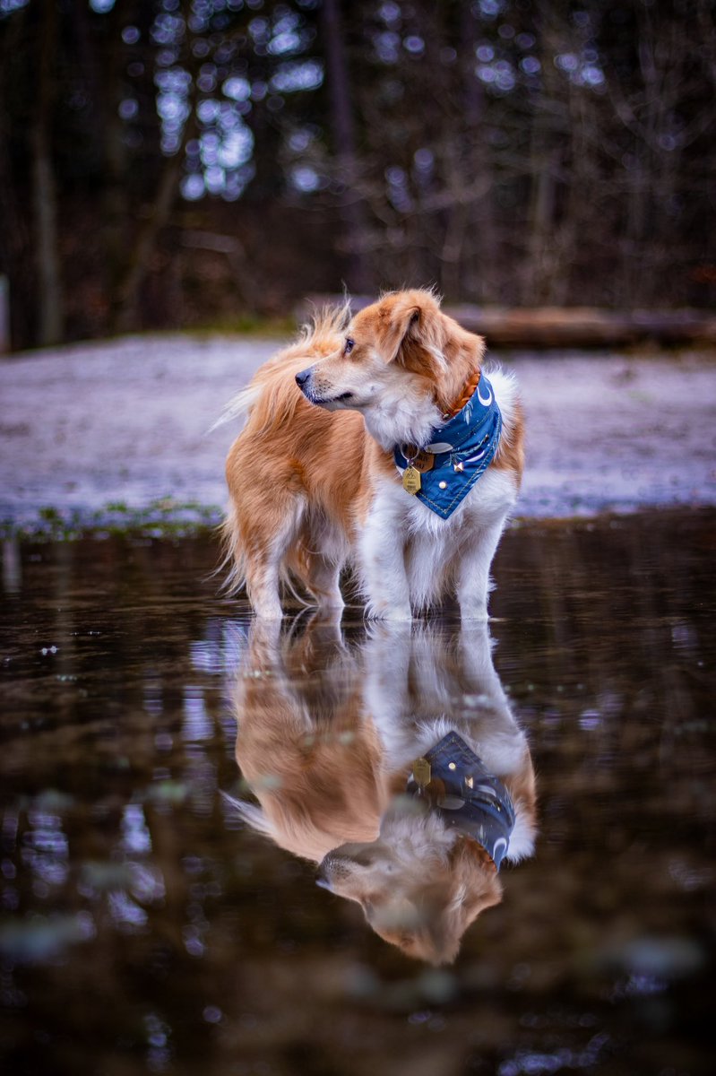 Pumpkin Pablo tweet media