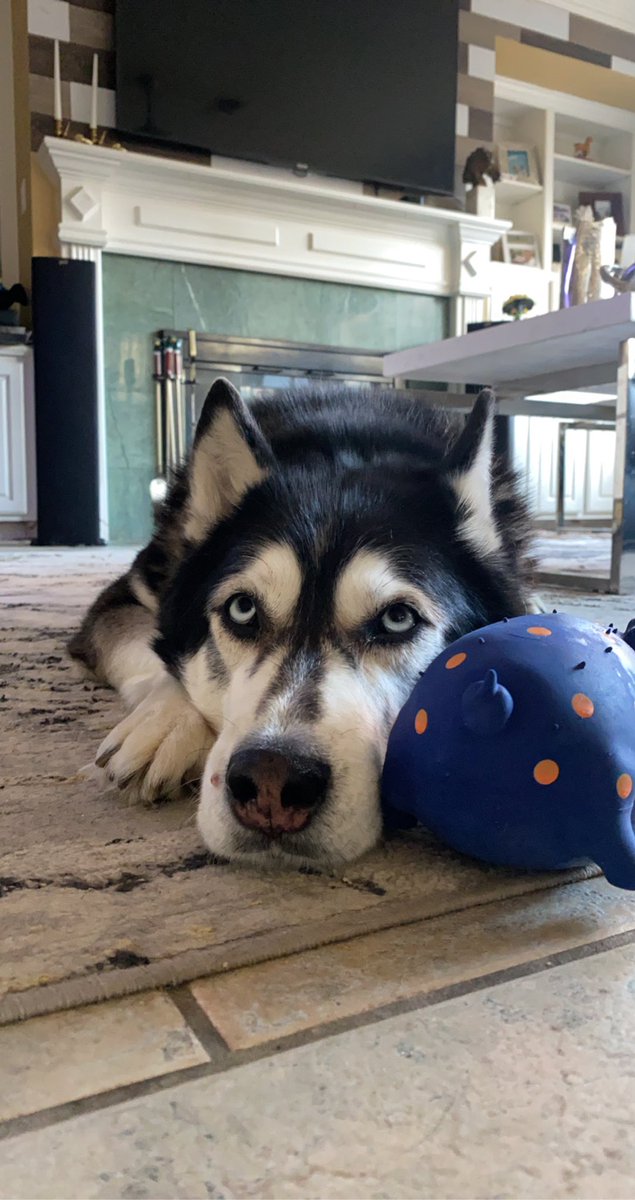PepitaCorona's tweet photo. Well well Morning!! ๐ปโฎ๏ธโฅ๏ธ #morningdogs & of course humansssss!!
๐๐๐ผ& be patientโฆ. The last one โ๐พ is the hardest. ๐คฃ๐คฃ๐ช๐ฝ Have a great start! #dogsontwitter #huskymoment #siberianhusky #dogsarelove #dogsmood itโs Monday!!Mummy go out & ๐๐ผโโ๏ธor do your peloton ๐ดโโ๏ธ ๐ช๐ฝ๐คฃ https://t.co/axnhBVIkwn