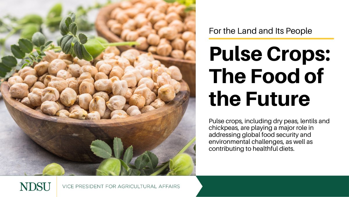 NDAgExpStation's tweet photo. We're working to advance #pulsecrop #research and #production to advance #foodsecurity efforts around the world and to meet consumer demand. Learn more https://t.co/wbPy1wClqQ https://t.co/JTQp0bnZYU