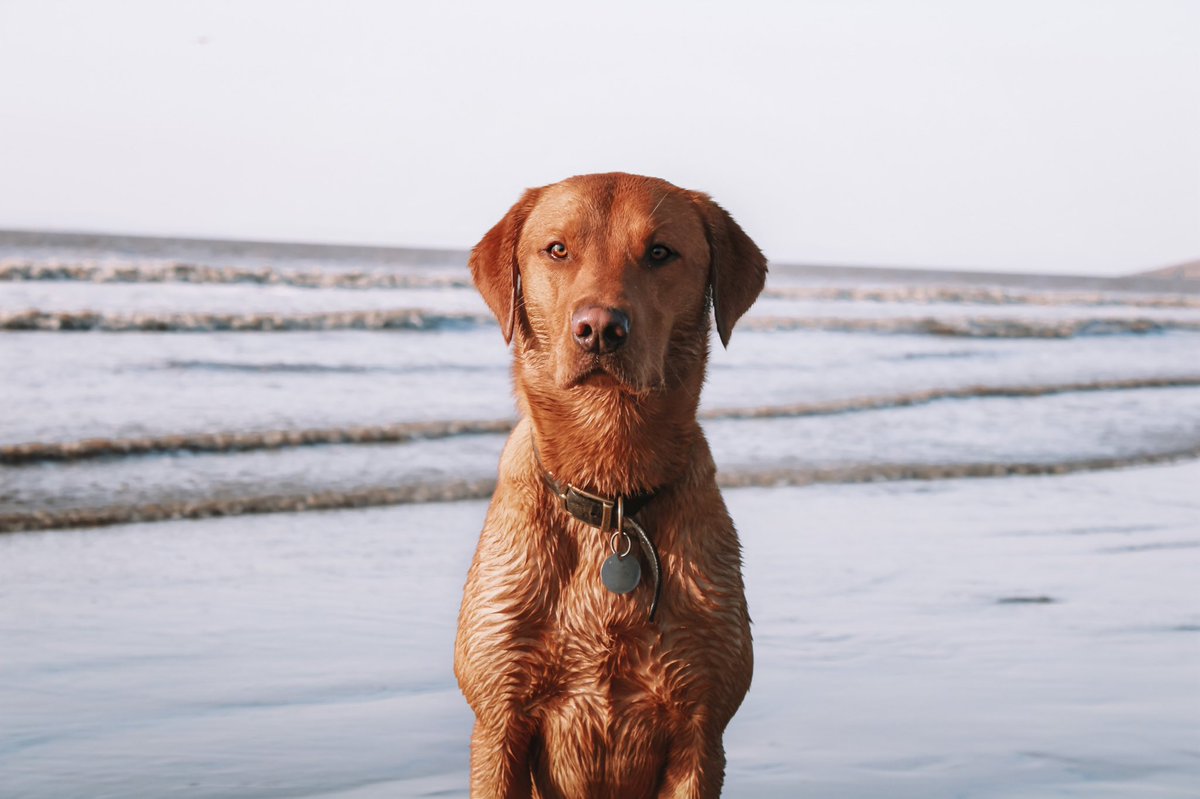 Bailey 🐾 tweet media