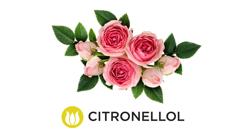 CarverJohns's tweet photo. Citronellol is a terpene with a fresh, floral-citrus aroma.

Research into its medical uses is growing, and it shows potential as a useful anti-inflammatory, anti-tumor, and cardiovascular regulating agent.

https://t.co/efqQkNJpLN https://t.co/DVwPYK9XaA