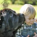 NCANewfs's tweet photo. From the Illustrated Guide to the Newfoundland: Temperament is of primary importance. A sense of dignity, strength, and power are softened by a benevolent demeanor. Any indication of ill temper is especially to be guarded against. Learn more: https://t.co/OEhQVOaWAp
#newfoundlan https://t.co/iAi6vmGEQW