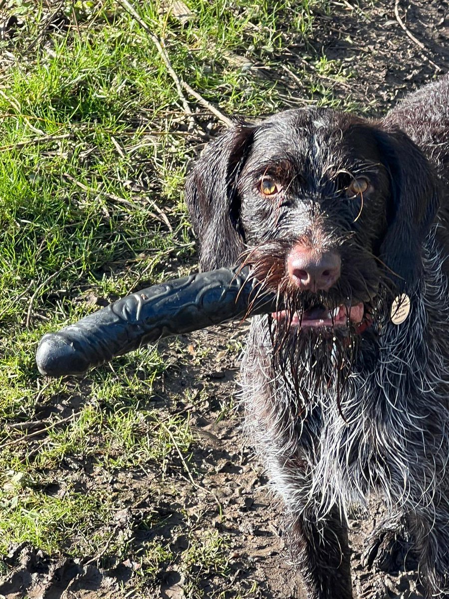 My dog Nelly has a best dog friend called Larry. Larry has an owner called Tom who is my friend. The young dogs swim together in an idyllic spot of the river Wensum every morning. They bring back sticks to us in exchange for treats. It was all very idyllic until this happened...