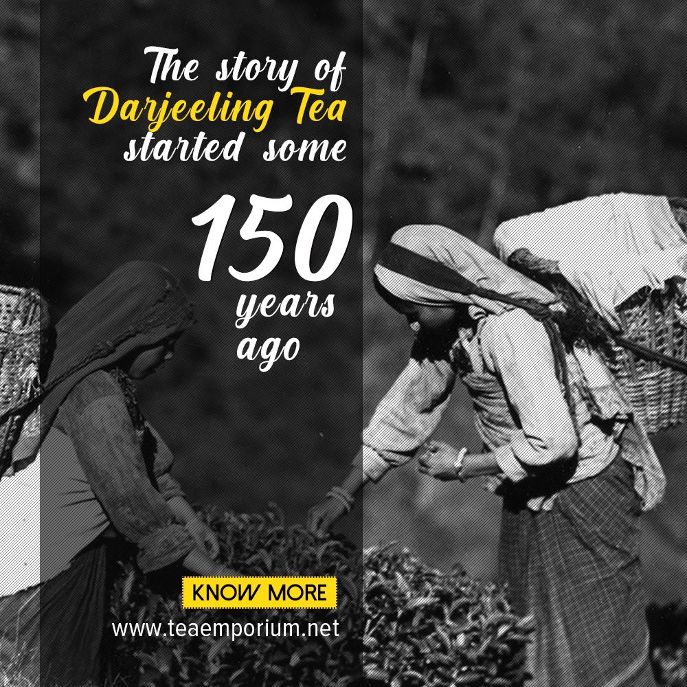 darjeelingteas's tweet photo. Did you know?
#darjeelingtea #firstflush2022 #teaemporium #tea https://t.co/VSExYnanef