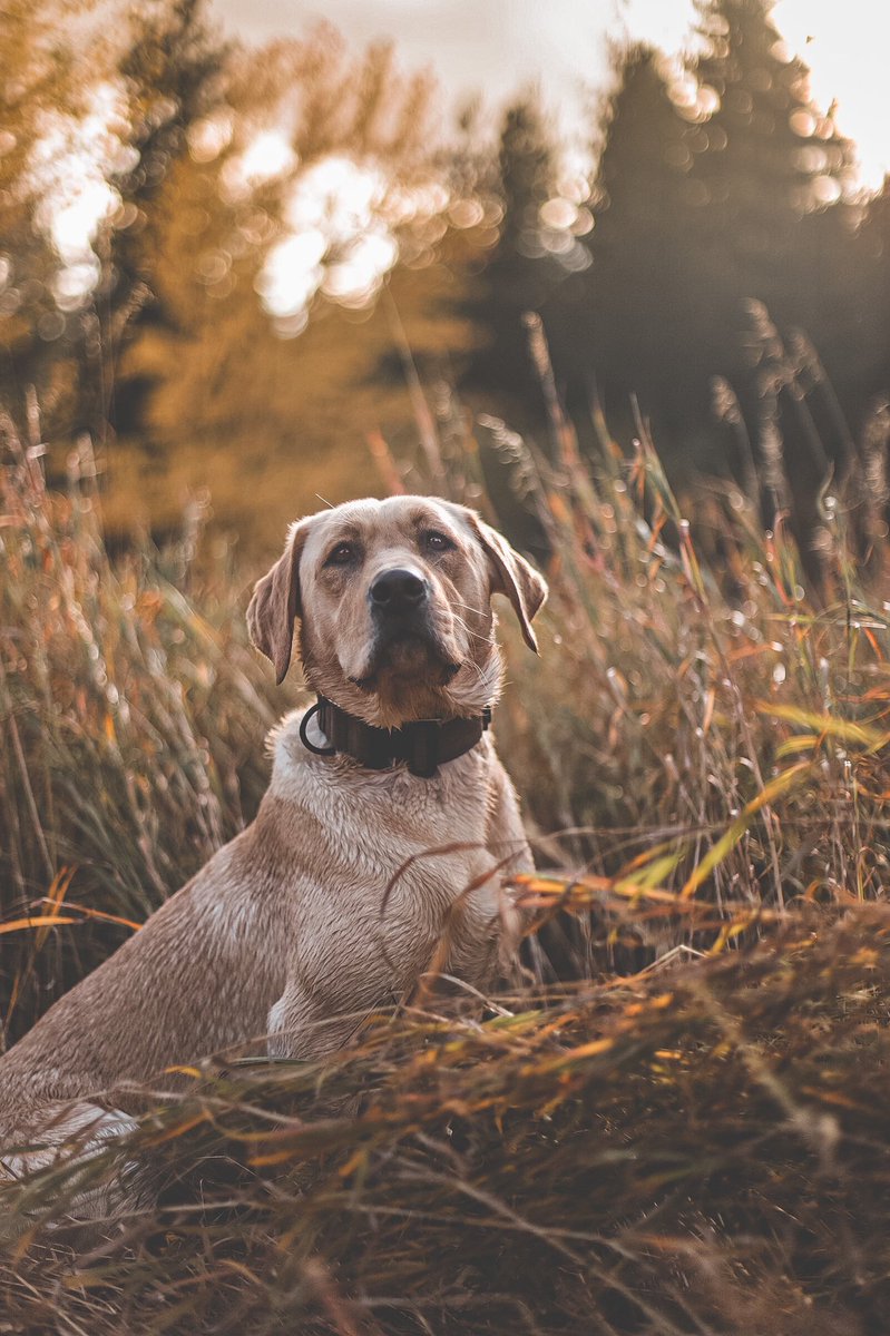 Your friendly reminder that if your lab isn’t currently getting wet—they aren’t as happy as they possibly could be 😂😂 #twitterdogcommunity #dogtwittercommunity #labradorretriever