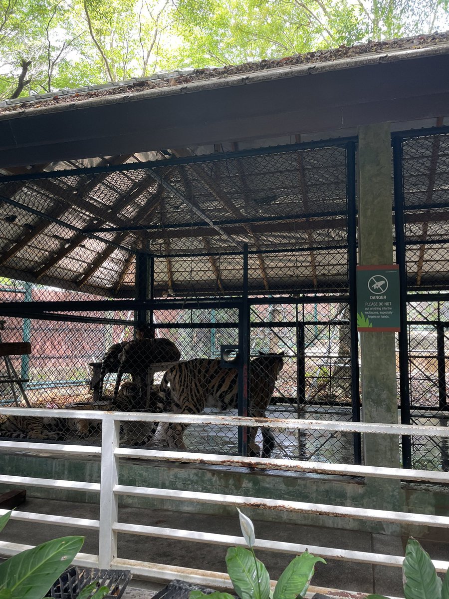 I was visiting tiger kingdom.