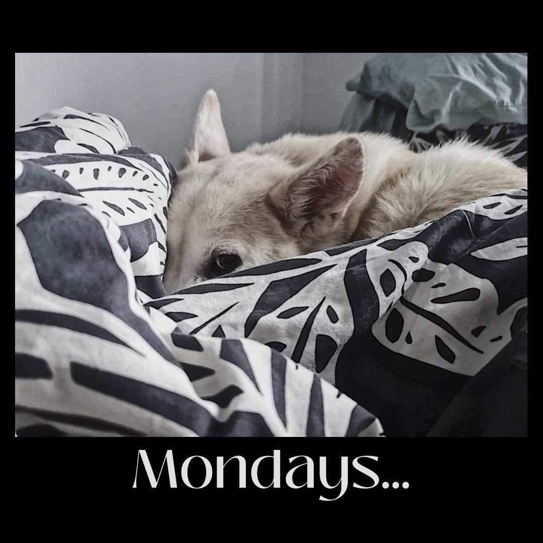 Good morning #dogsoftwitter ! 🥱