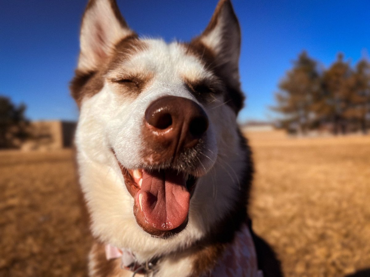 Tailsofthecosmos tweet media