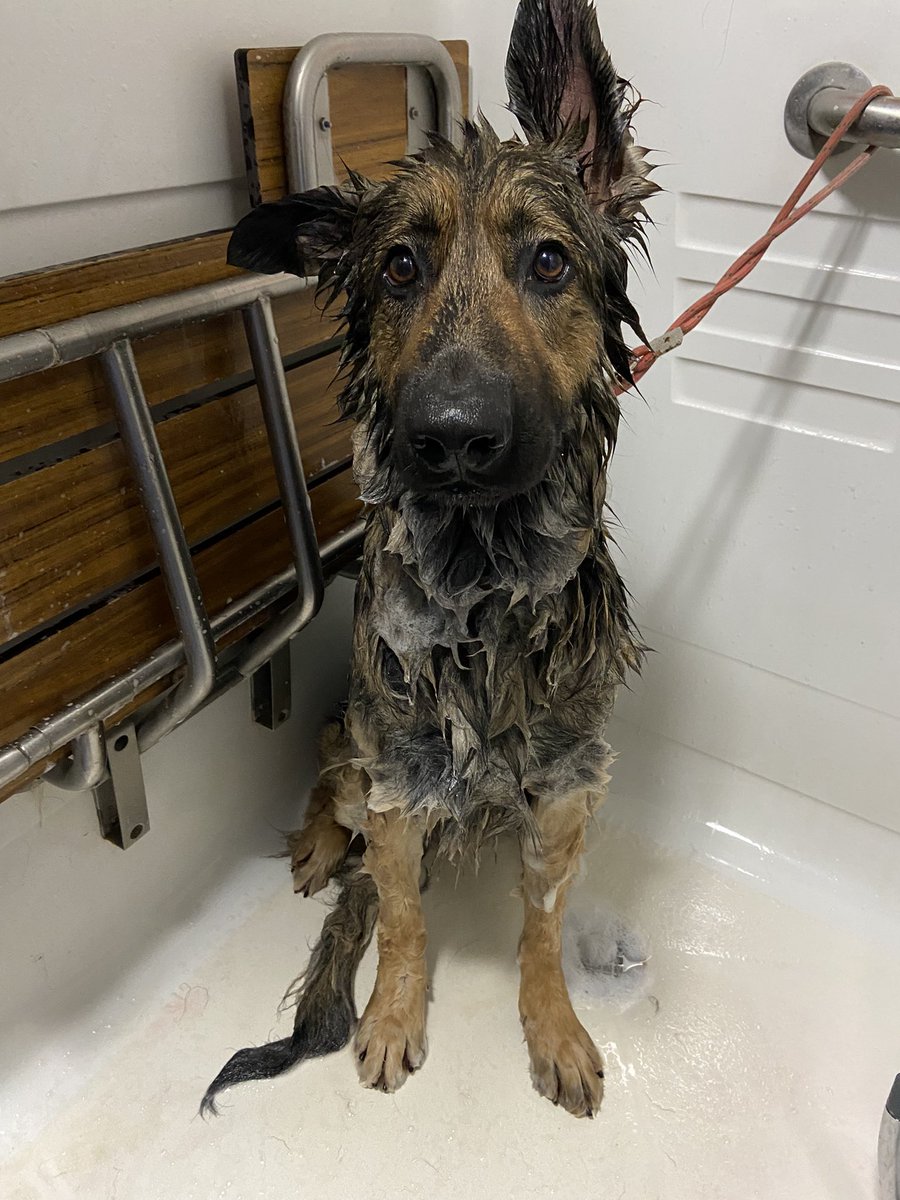 SableSarge's tweet photo. Sorry I haven’t been active guys. I have a skin infection and a yeast infection. Mom’s been busy taking care of me and everything else https://t.co/DZMSNzunpR