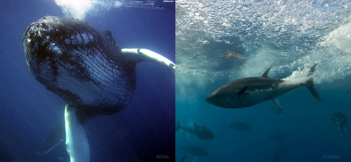 Whales &amp; fish included in new #IPCC report as proposed #bluecarbon ecosystems! See Chapter 3, pg. 111 ➡️ bit.ly/WGIICC22 - #WhaleCarbon #FishCarbon <a href="/IPCC_CH/">IPCC</a>