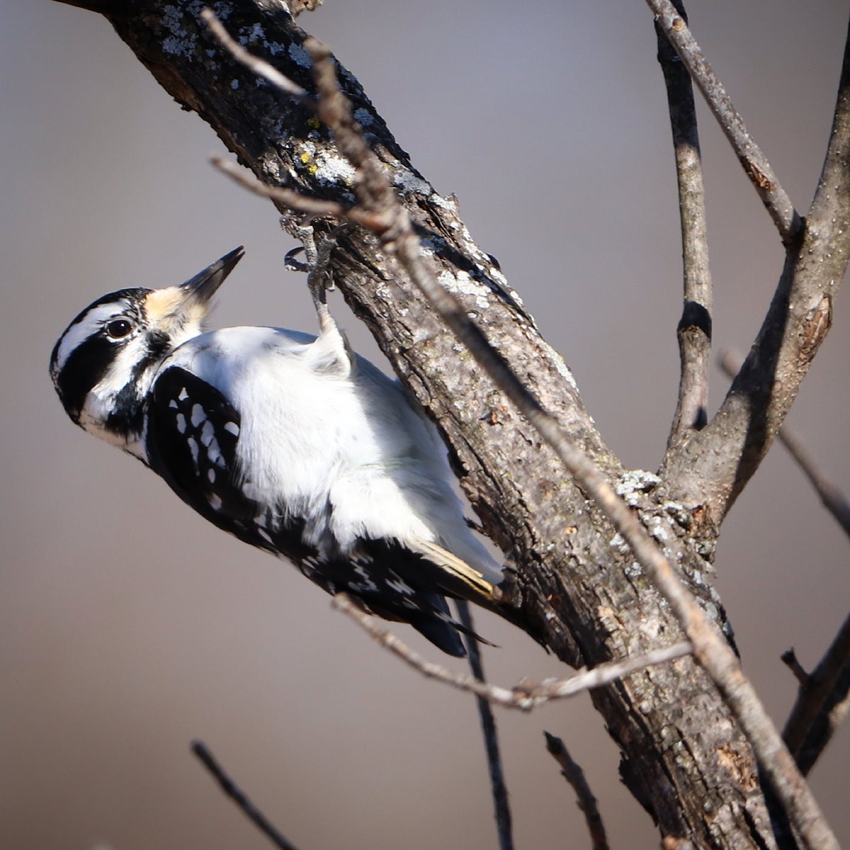 Came across this lovely female hairy woodpecker while on the Yellow Trail at Possum Creek MetroPark yesterday...
#possumcreek #metropark #possumcreekmetropark #metroparks #hairywoodpecker #hairywoodpeckers #femalehairywoodpecker #femalehairywoodpeckers #metroparkstrailschallenge