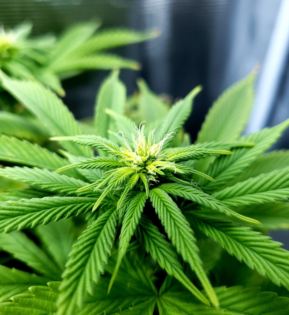 nmflowergrower's tweet image. "We know what we are, but know not what we may be."-William Shakespeare

Cultivar:Sour Lemon Dropz 
Light: SpiderFarmer SF2000 

#IrvineArmy #GrowYourOwn #Mmemberville