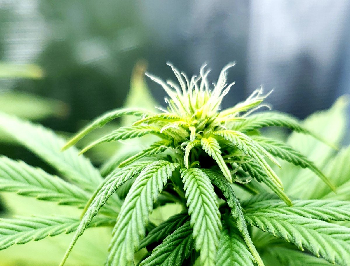 nmflowergrower's tweet image. "We know what we are, but know not what we may be."-William Shakespeare

Cultivar:Sour Lemon Dropz 
Light: SpiderFarmer SF2000 

#IrvineArmy #GrowYourOwn #Mmemberville