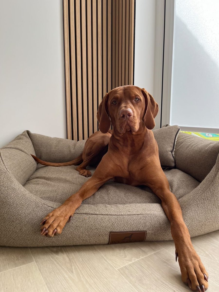 Did you know our covers are removable, so you can change out the covers on our beds? 

Vote your fave below:

1= Pewter 
2= Tweed 

#thisorthat #dogbed #dogsoftwitter #dogs #dogsofinstagram #luxurylifestyle #luxuryhomes #memoryfoam #luxurylifestyles #animals #homedecor