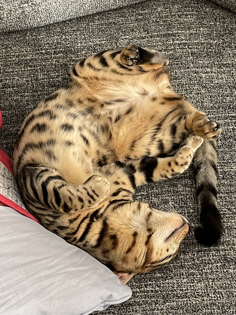 sleepy baby 
#CatsOfTwitter