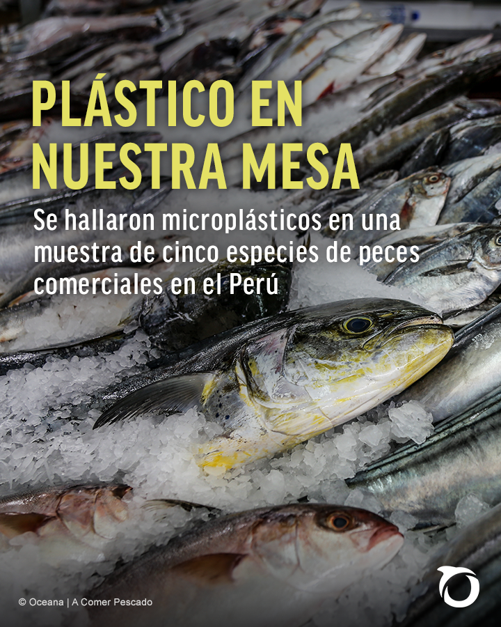 Oceana_Peru's tweet photo. 🚨🐟 El plástico que botas puede terminar en el mar. Con el tiempo se desintegra hasta crear pequeñas partículas de #microplástico, que son ingeridas por los peces que hoy podrían estar en tu mesa. https://t.co/xUFl158thz