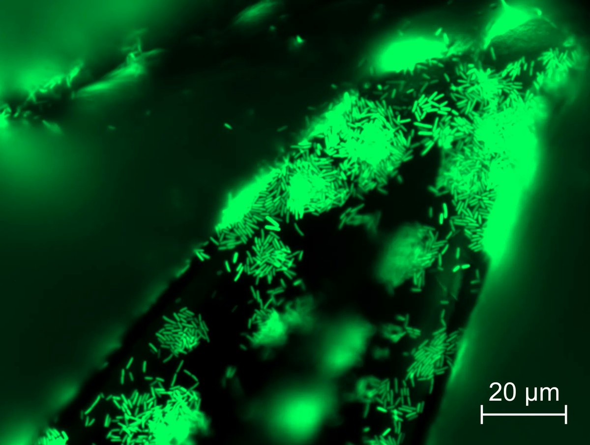 umassOPD's tweet photo. "Schiffman Lab + Lauder Lab are taking a closer look at how microbial cells (bright green dots) attach to the complicated topography of shark skin."
By Emily Diep, for #ImagesofResearch competition! Vote for fav w/ ❤️ on Insta: https://t.co/pCNSBVeKjh
#UMassGradImages https://t.co/SYz5PyiU8o
