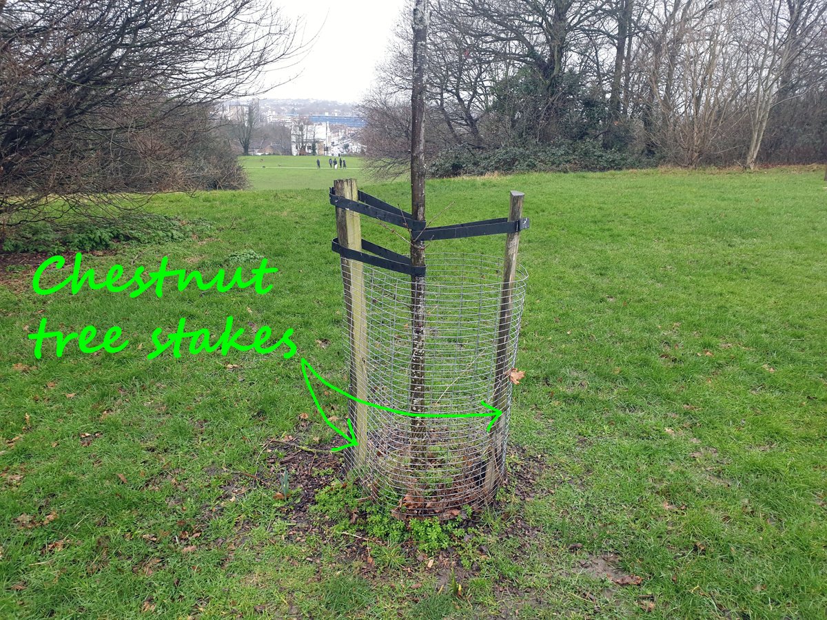 Mountsfield Park tweet media